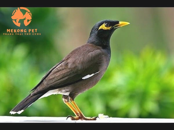 Mua Bán Chim Sáo: Hướng Dẫn Chọn Lọc và Kinh Nghiệm Quý Giá